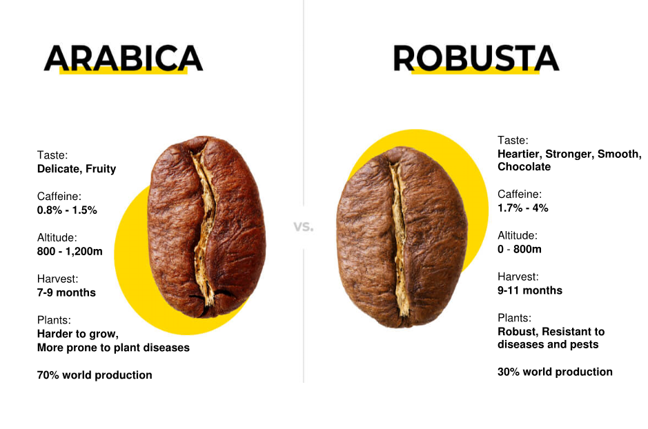 Robusta (obsah kofeinu, robusty jsou, Kávovník robusta, Coffea canephora, espresso směsích) Robusta
